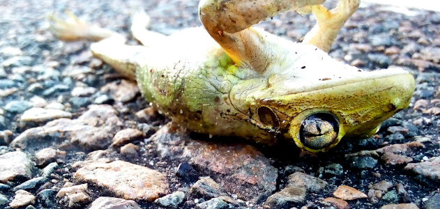 [This image is at ground level looking straight at the left side of the frog near its head. One eye and ear are visible and the legs can be seen stretched out on the pebbled sidewalk. Its front legs are up in the air and mostly out of the image.]